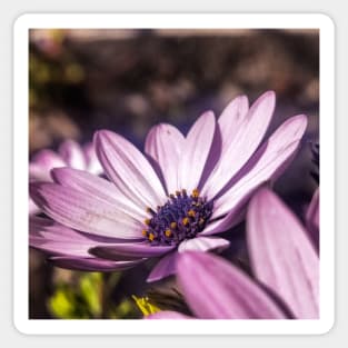 beautiful purple flower Sticker